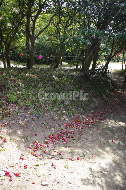 동백나무,동백꽃,낙화,꽃,flower,계절,봄,spring,자연,풍경,nature,landscape,ground,바닥,plant,식물