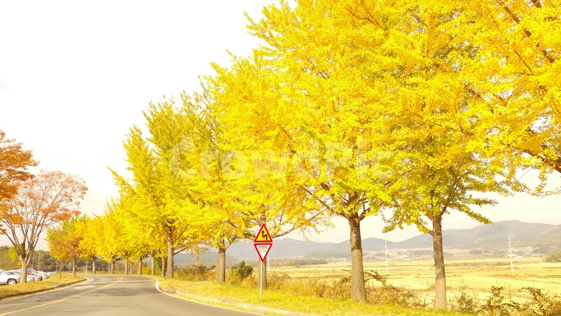 은행나무,가을,단풍,노랑,은행,바람,산책,가을,계절,fall,autumn,season,자연,풍경,nature,landscape,tree,나무,plant,식물