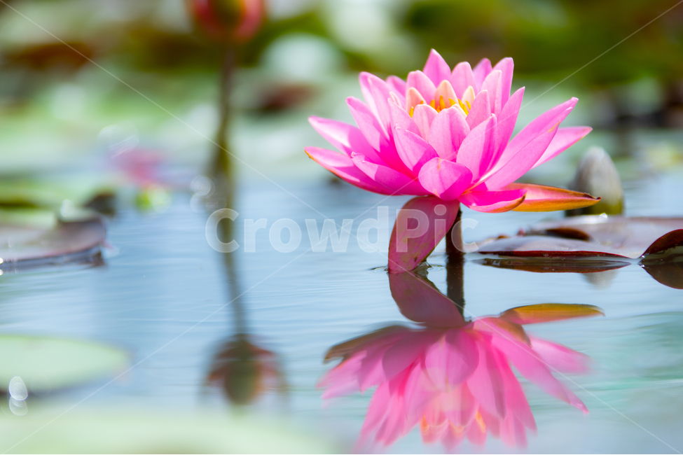 꽃,연꽃,연잎,수련,자연,힐링,식물,자연,plants,nature,꽃,flower