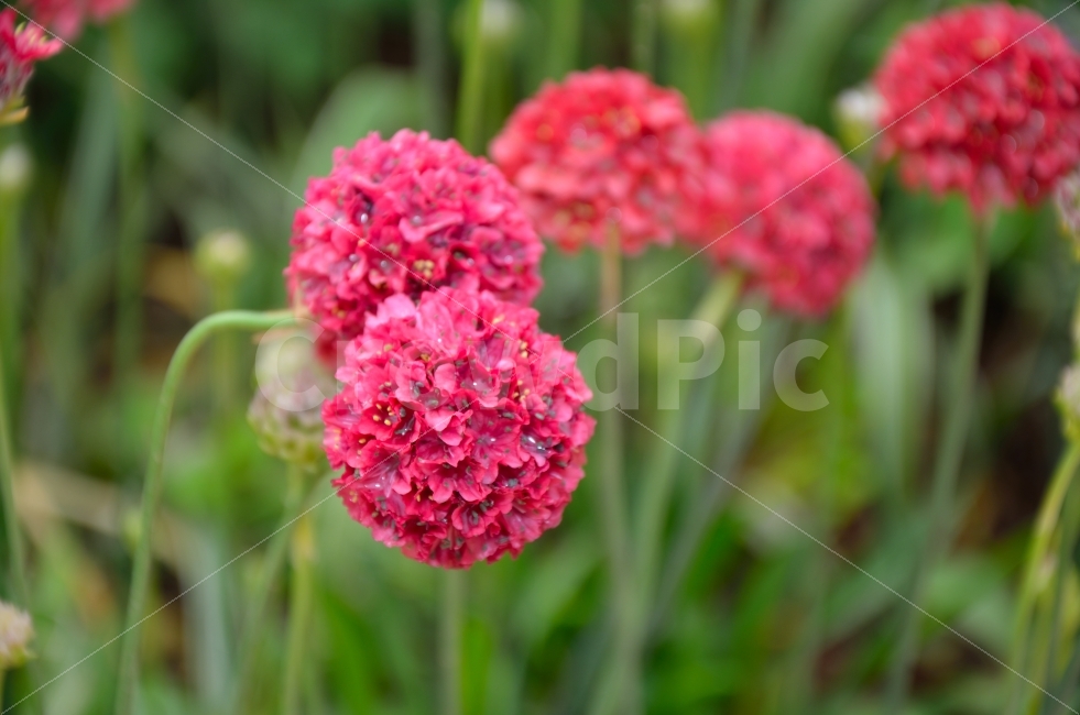 아르메리아,꽃,식물,자연,순천,국제정원박람회,풍경,식물,자연,plants,nature,꽃,flower