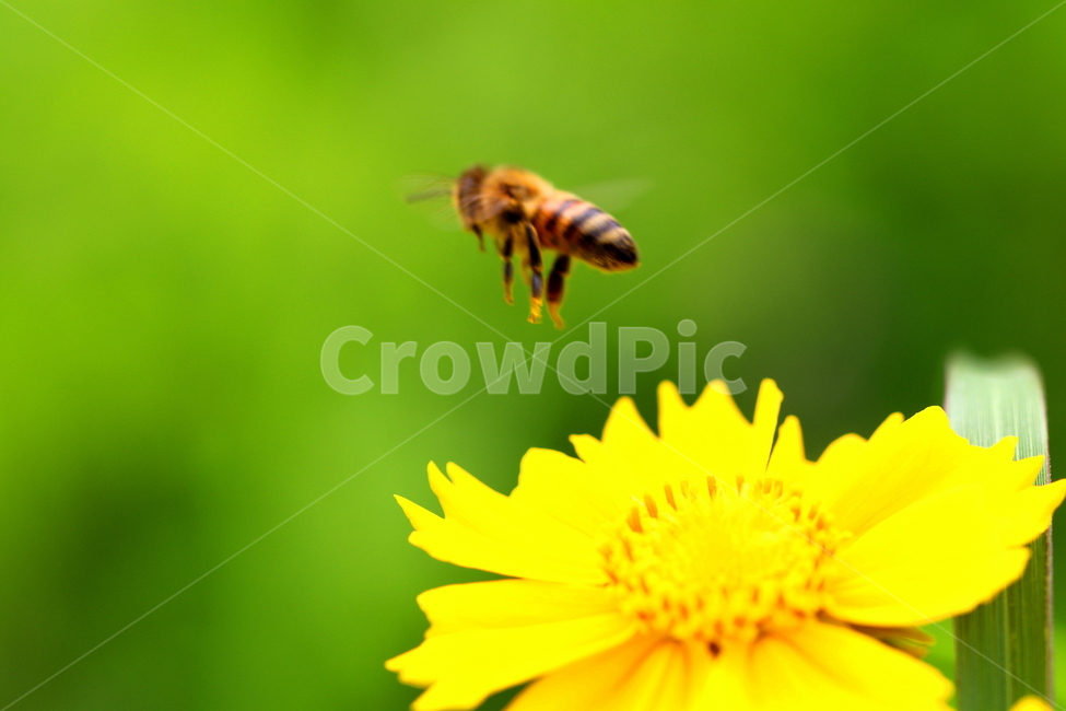 동물,벌레,벌,꽃,식물,식물,자연,plants,nature,꽃,flower,동물,animal,곤충,벌레,insect,bug