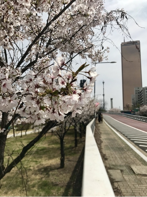 blossom,봄,spring,벚꽃,cherryblossom,꽃,꽃다발,plant,flower,분홍색,봄,계절,spring,season,식물