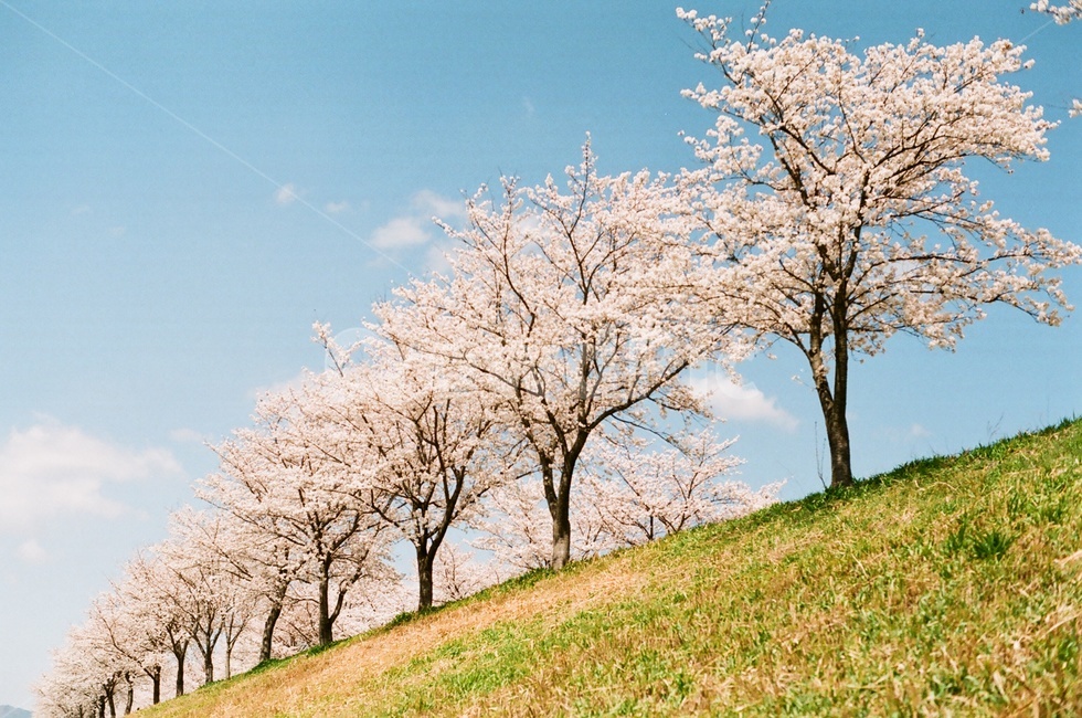 봄,벚꽃,벚꽃나무,파란하늘,구름,봄꽃,cherryblossoms,cherryblossom,spring,봄,계절,spring,season,plant,식물