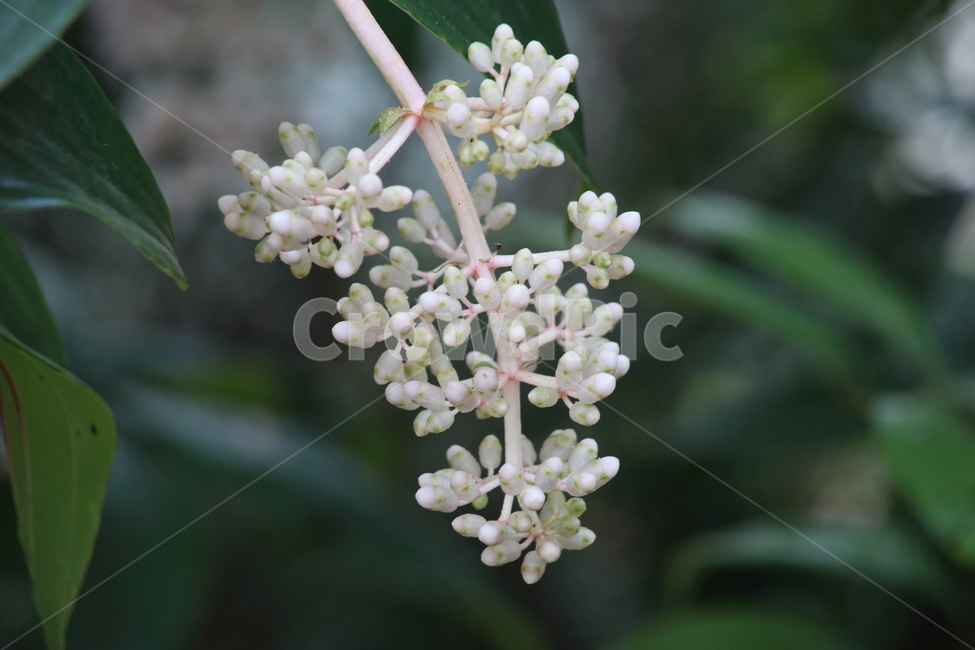 메디닐라미리안다,열매,식물,온실,medinillamyriantha,ShowyMedinilla