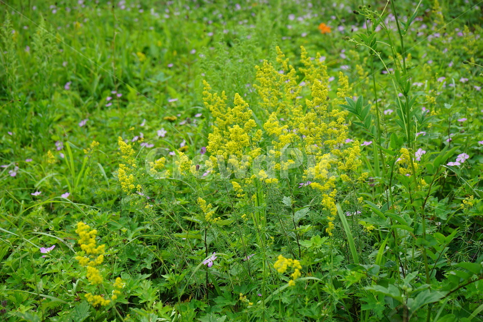 꽃,야생화,자연,만항재,솔나물,식물,자연,plants,nature,꽃,flower