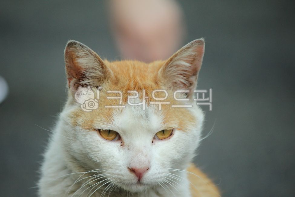 stray cat,wild cat,cat,yellow cat,animal,Cheese tabby