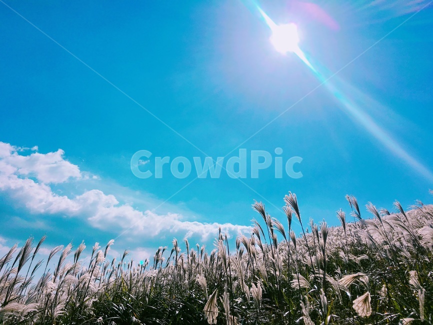 제주,제주도,하늘,맑음,자연,햇빛,새별오름,억새,jeju,jejuisland,sky,sunny,nature