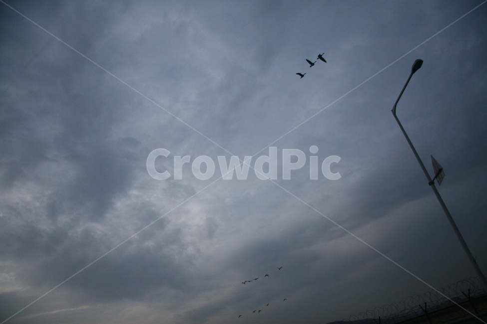하늘,구름,새,풍경,가로등,sky,bird