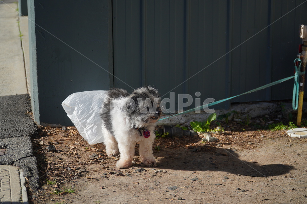 강아지,댕댕이,개,반려견,반려동물,dog,puppy