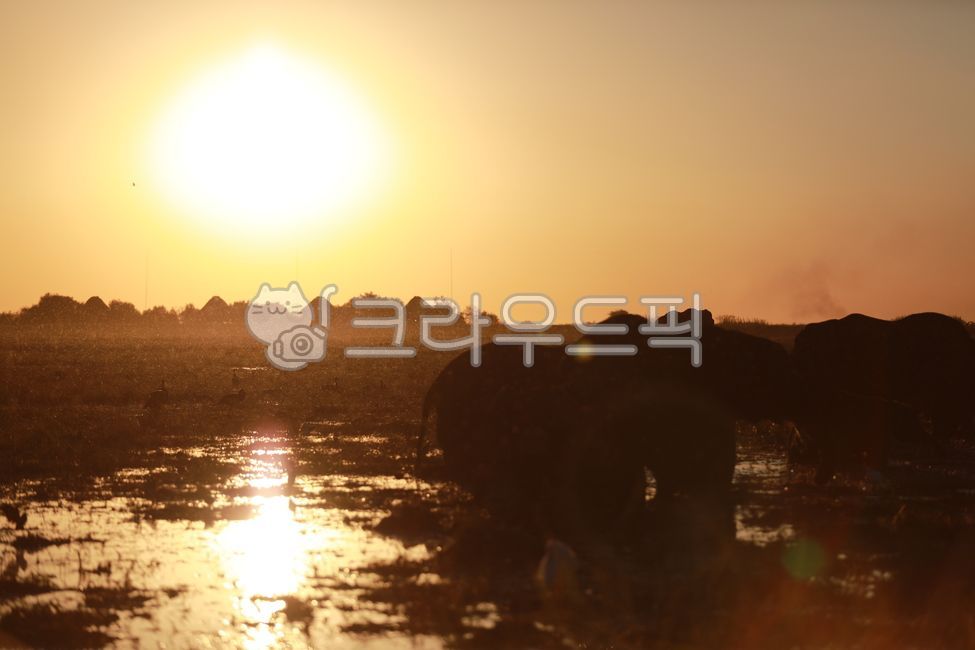 코끼리,elephant,동물,아프리카코끼리,animal,mammal,포유류,야생동물