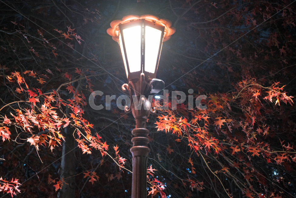 가을,단풍,조명,빛,낙엽,길거리,보케,갈색,밤,저녁,야경,길,autumn,fall,light,maple,maples,road,night,street,가을,계절,fall,autumn,season,야경,밤,풍경,nightscape,night,landscape,lamp post,램프 포스트