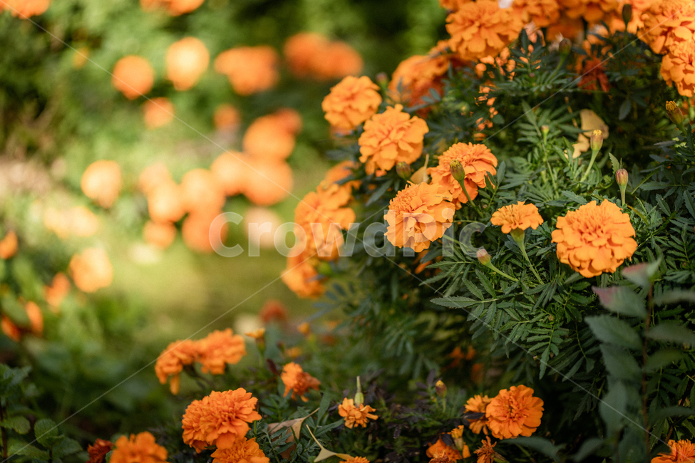 가을,햇빛,꽃,들꽃,감성,공원,봄,식물,식물,자연,plants,nature,꽃,flower