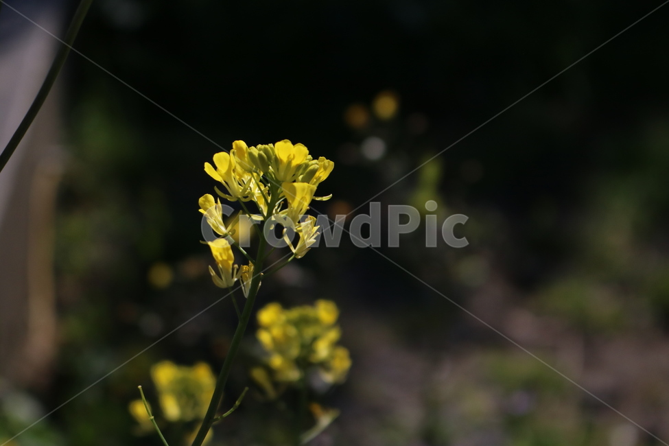 plant,식물,flower,꽃,유채,유채꽃,노랑,yellow