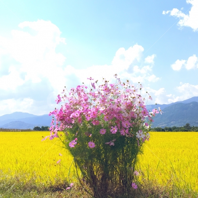 코스모스,꽃다발,황금,들판,가을,가을,계절,fall,autumn,season,자연,풍경,nature,landscape,식물,plants,꽃,flower,field,들,grassland,목초지,outdoors,옥외