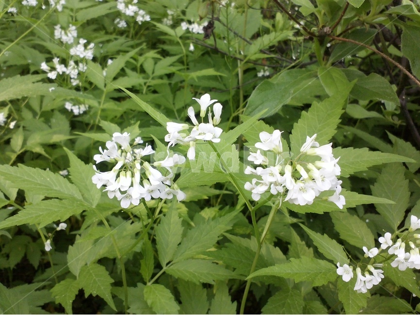 흰꽃,아팝나무,조팝나무,싸래기꽃,식물,식물,자연,plants,nature,꽃,flower