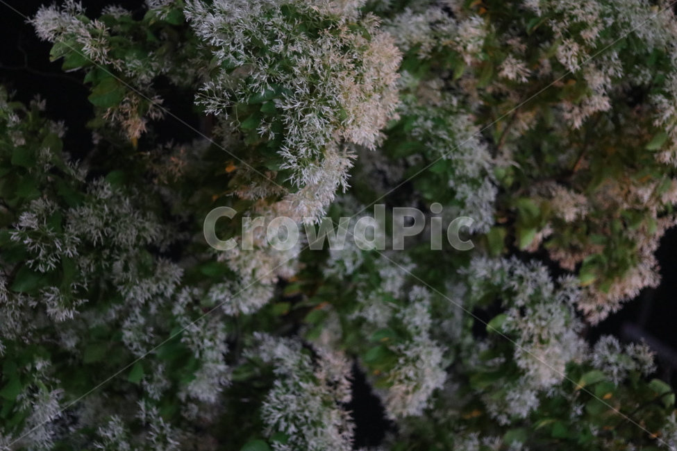 이팝나무꽃,밤,흰색,쌀모양,봄,야경,밤,풍경,nightscape,night,landscape,식물,자연,plants,nature,꽃,flower,outdoors,옥외,ice,빙,plant,snow,눈