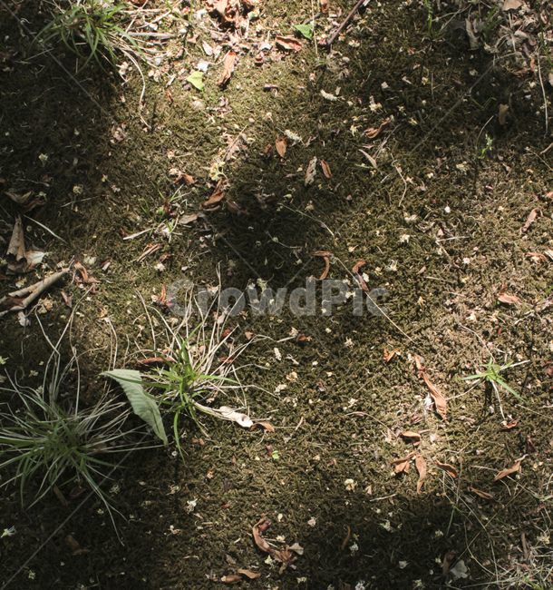 자연,풀,흙,햇살,식물,plant,ground,바닥,햇빛,풍경,sunshine,식물,자연,plants,nature