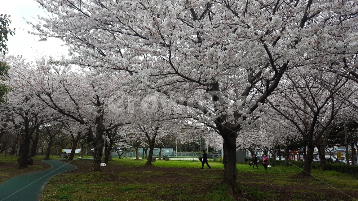 벚꽃,꽃,cherryblossom,flower,봄