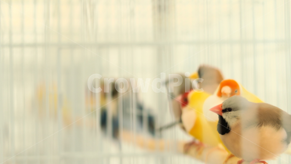 새,birds,앵무새,동물,조류,작은새,애완앵무새,애완조,동물,animal,조류,새,birds