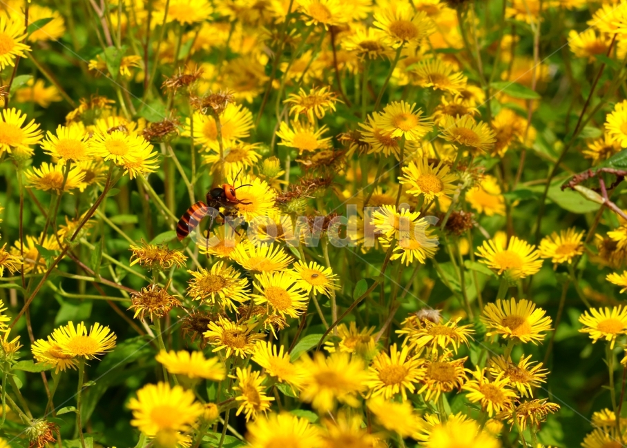 plant,식물,bee,벌,insect,곤충,식물,자연,plants,nature,꽃,flower,곤충,벌레,insect,bug