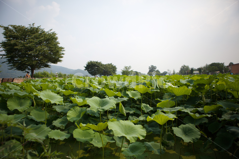nature,outdoors,옥외,field,양평,두물머리,나무,풀,강,자연,봄,여름,연꽃,연잎
