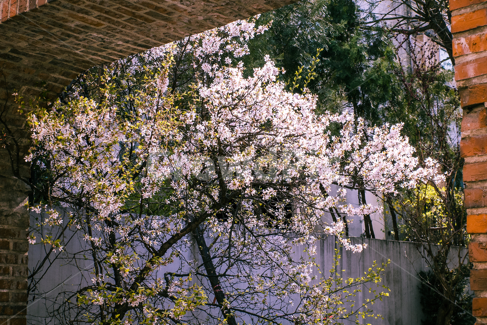 봄,꽃,정원,나무,spring,garden,pink,color,floral,플로랄,식물,plant,flower,blossom