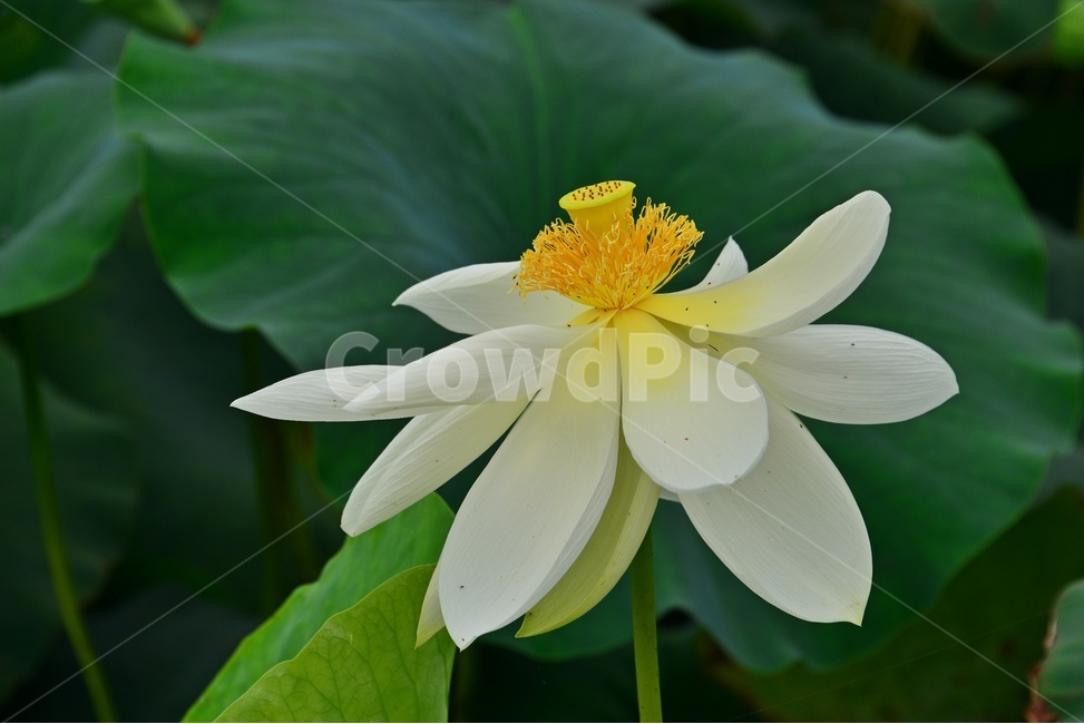 blossom,flower,꽃,plant,식물,연꽃,수련,백련,연잎