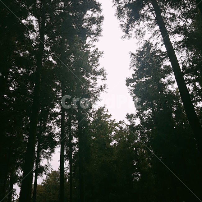 나무,숲,하늘,고독,숲속,외로움,tree,자연