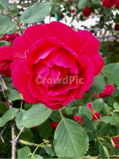 장미,rose,넝쿨,vine,빨강,red,정원,garden,봄,spring,식물,자연,plants,nature,꽃,flower