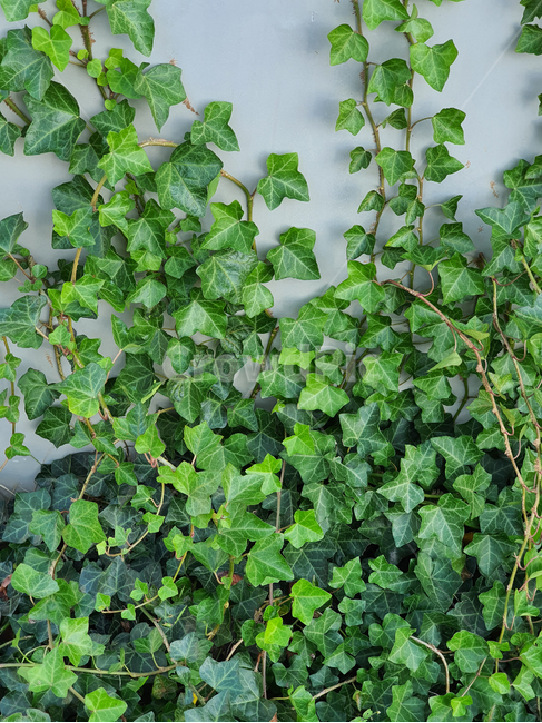 plant,식물,덩굴,넝쿨,넝쿨식물,덩굴식물,vine,벽,초록,green,엉키다,녹색,실록,담쟁이,색상,색감,싱싱한,신선한,자연,nautre,담장,나뭇잎,공원,야외,풍성한,배경,백그라운드,background,식물,자연,plants,nature