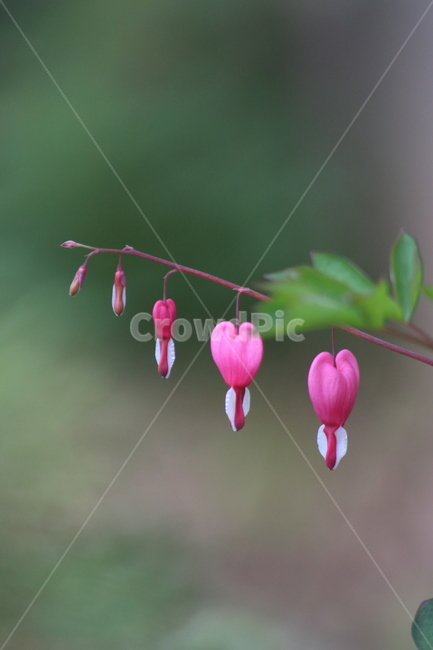 spring flowers,wildflowers,plant,bleeding heart,wild flowers,pink flower,flower