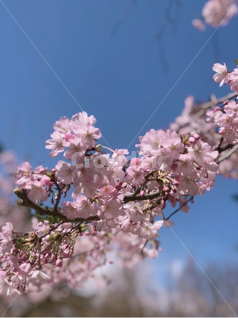 겹벚꽃,벚꽃,봄,꽃,공원,봄,계절,spring,season,식물,자연,plants,nature,꽃,flower,plant,blossom