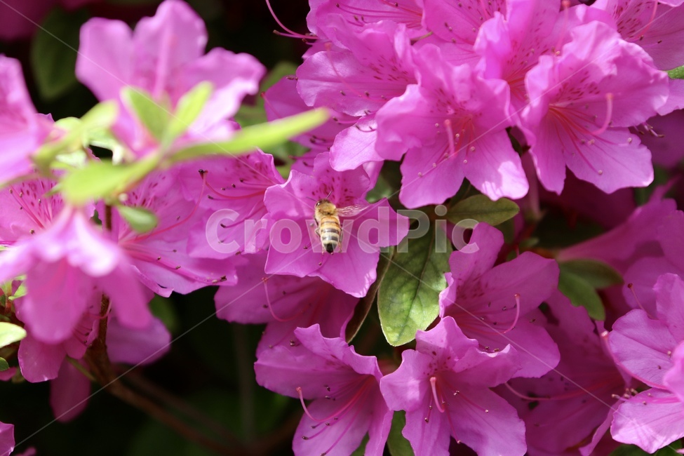 철쭉,보라색,봄,꽃,꿀벌,봄,계절,spring,season,식물,자연,plants,nature,꽃,flower,동물,animal,곤충,벌레,insect,bug,geranium,제라늄,blossom,plant,honey bee,bee,벌,invertebrate,무척추 동물