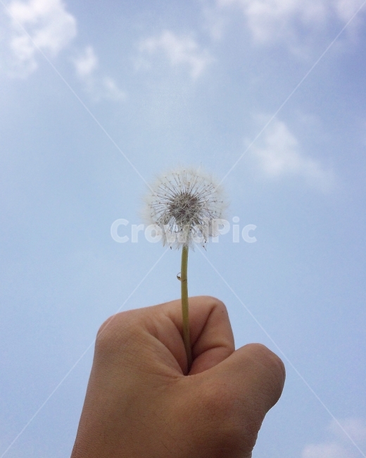 민들레,하늘,소원,희망,바램,식물,자연,plants,nature,꽃,flower,사람,인물,인간,human,person,신체일부,몸,body