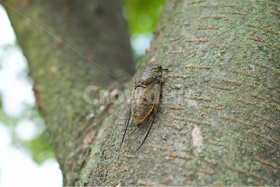 매미,곤충,성충,나무,여름,동물,animal,곤충,벌레,insect,bug