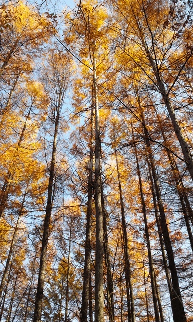 낙엽송,가을,만추,tree,송림,울창한숲,자연,풍경,nature,landscape,식물,plants,나무,trees,wood,plant