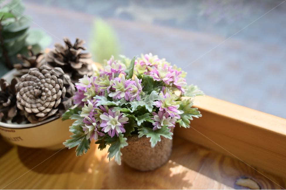 plant,식물,blossom,flower,꽃,flowerarrangement,꽃꽂이,실내용화초,화분,화초,house plant