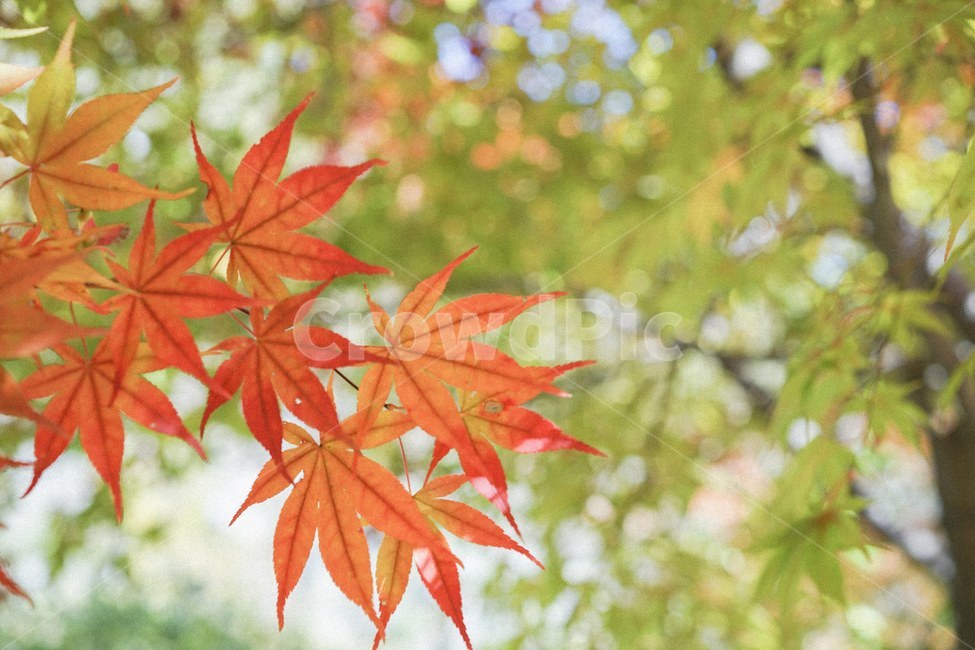 단풍,가을,낙엽,fall,autumn,단풍나무,가을,계절,fall,autumn,season,식물,자연,plants,nature,색깔,색상,색채,색감,color sense,color sensitivity,feeling of color,leaf,잎,plant,tree,나무
