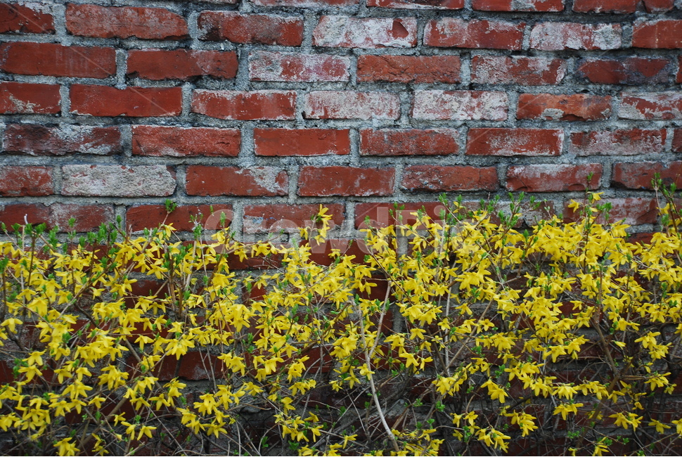 봄,개나리,꽃,spring,flower,yellow,노란색,봄꽃