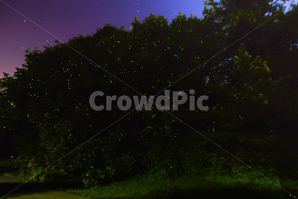 invertebrate,firefly,무척추동물,반딧불,insect,곤충,animal,동물,야경,밤,풍경,nightscape,night,landscape