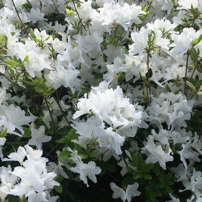 꽃,flower,봄,하얀색,봄꽃