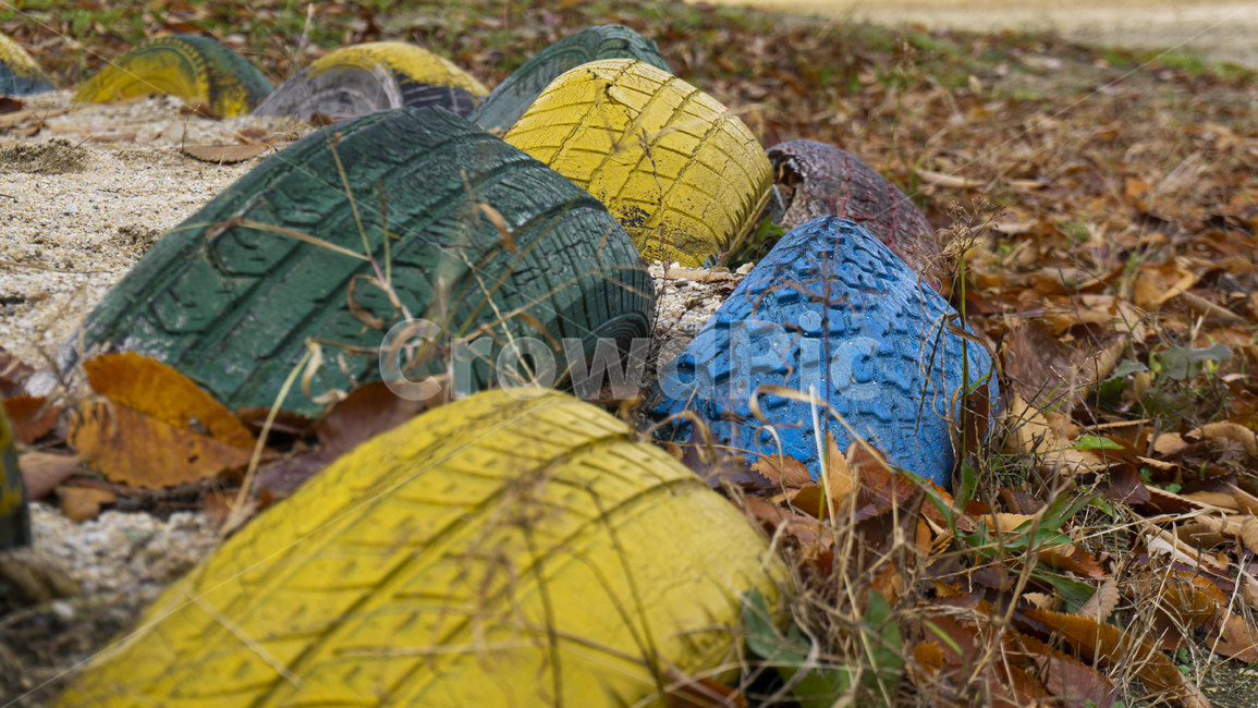 타이어,자연,단풍,모래,노란색,초록색,파란색,폐타이어,갈색,tire,nature,maple,plant,sand,yellow,green,blue,brown,leaf,잎,식물