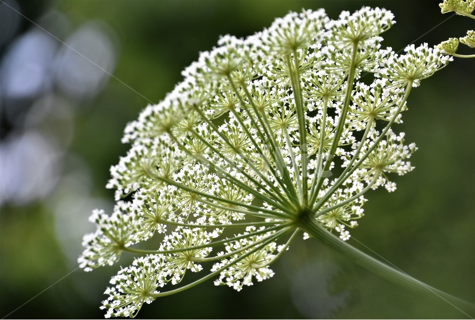 꽃,자연,봄,정원,부케,신비함,식물,자연,plants,nature,꽃,flower