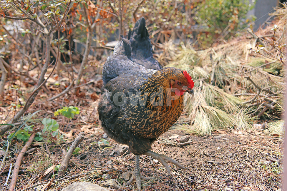 닭,chicken,치킨,poultry,가금류,bird,새,animal,동물,벼슬,동물,animal,조류,새,birds