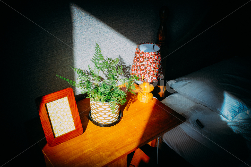 감성사진,감성,화분,방,인테리어,햇살,고사리,인테리어,실내디자인,interior design