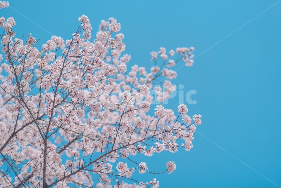 봄,벚꽃,하늘,자연,감성,봄,계절,spring,season,식물,자연,plants,nature,꽃,flower,감성,sensible,feeling,색깔,색상,색채,색감,color sense,color sensitivity,feeling of color,plant
