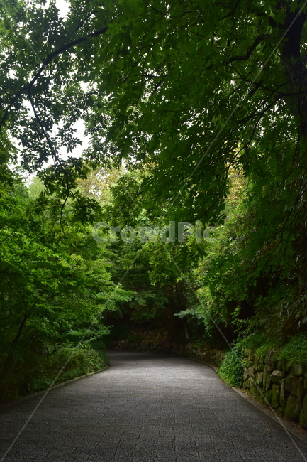 햇살,고요,평온,숲길,산책로,고요함,빛,나무,불국사,산길,산,산림,자연,풍경,nature,landscape