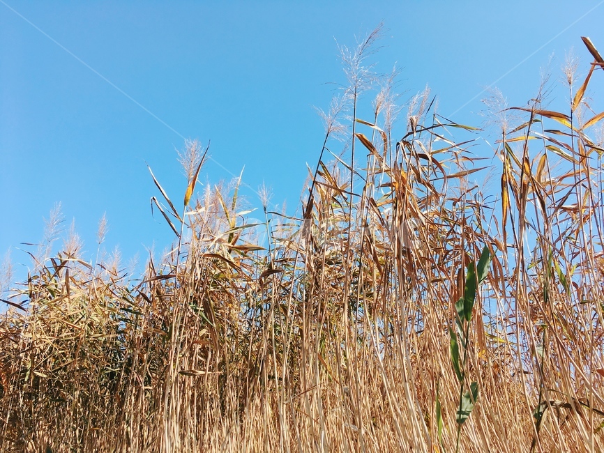 갈대,식물,가을,풍경,억새,자연,plant,grass,autumn,fall,nature,outdoors,가을,계절,fall,autumn,season,잔디,lawn,reed