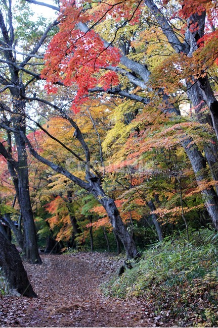 가을,단풍,나무,자연,식물,풍경,자연풍경,감성,autumn,nature,season,계절,emotion,trees,산길,낙엽,가을,계절,fall,autumn,season,tree,plant,tree trunk,나무 줄기,maple