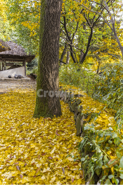 돌담길,낙엽,가을,단풍,돌담,고목,가을,계절,fall,autumn,season,식물,자연,plants,nature,나무,trees,wood,tree,plant